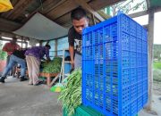 Ketahanan Pangan Berdaya Guna, Warga Binaan Lapas Pohuwato Penuhi Kebutuhan Sayur Perusahaan Tambang