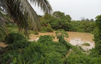 PETI di Hulu, Derita di Hilir: Palopo Menjerit Diserbu Sedimentasi Emas Ilegal